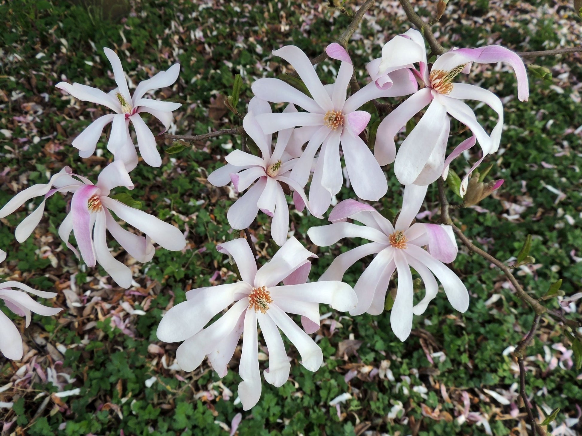 Magnolia Leonard Messel blomster