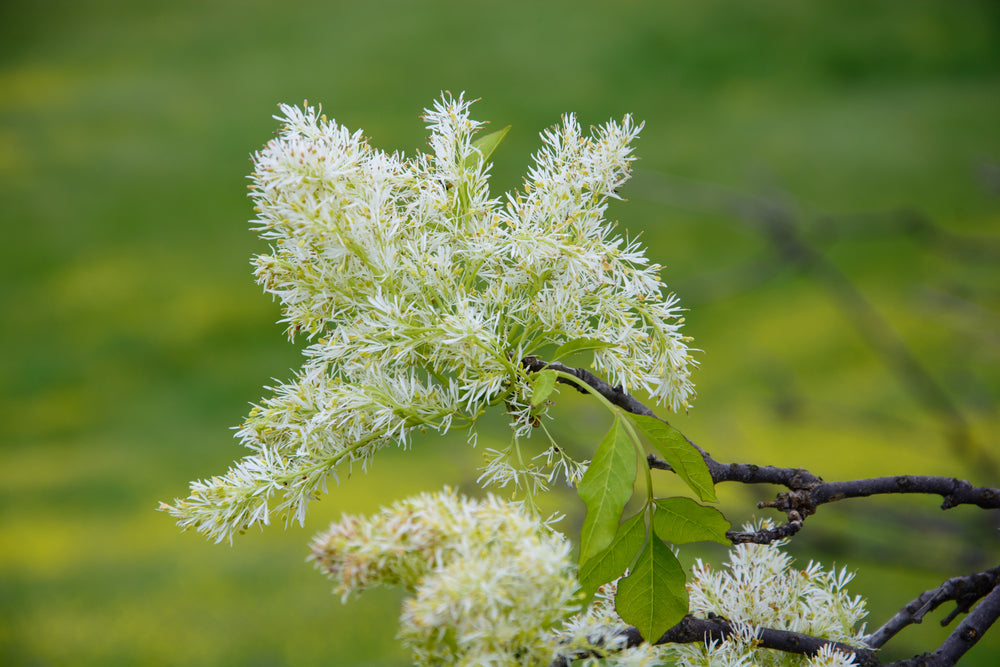Mannaask 'Meczek' med hvite blomster