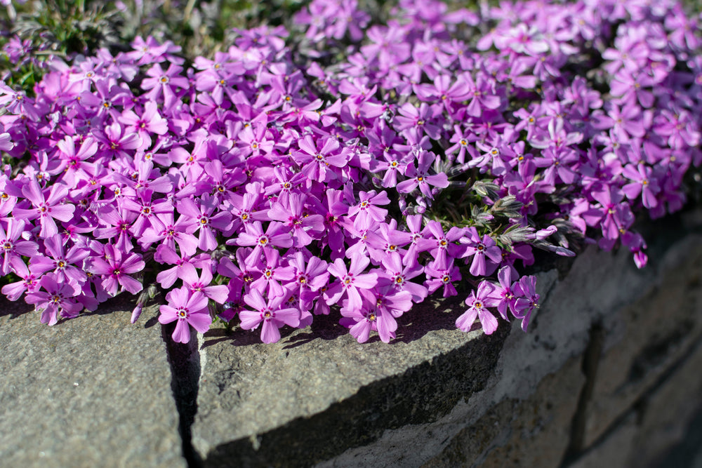 Nålefloks 'Purple Beauty' på støttemur