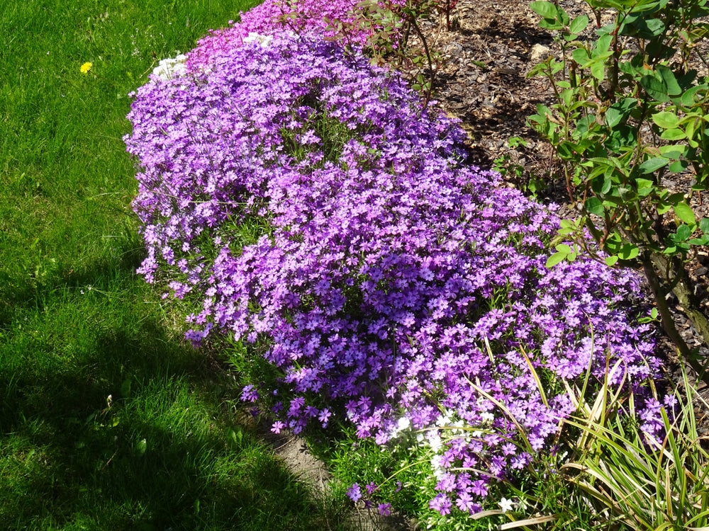 Nålefloks 'Purple Beauty' i solrik staudebed