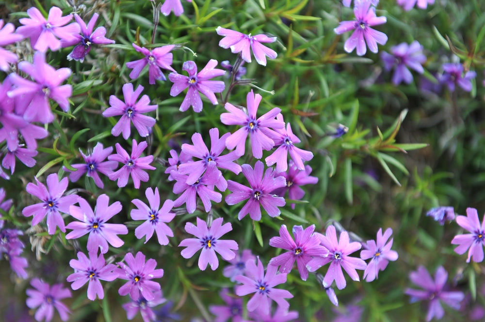 Nålefloks 'Purple Beauty' blomstrer lenge