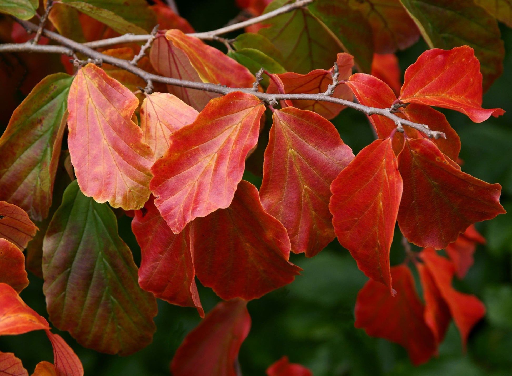 Påfuglbusk høst røde blader