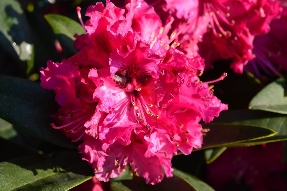 Rhododendron 'Marie Fortie'