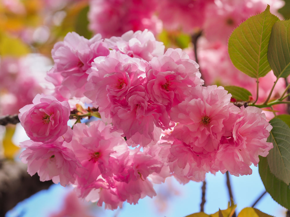 rosa pinke blomstre fra Japankirsebærtre 'Kanzan'