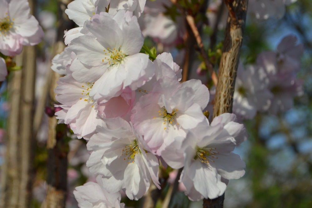 Søylekirsebærtre 'Amanogawa' blomster