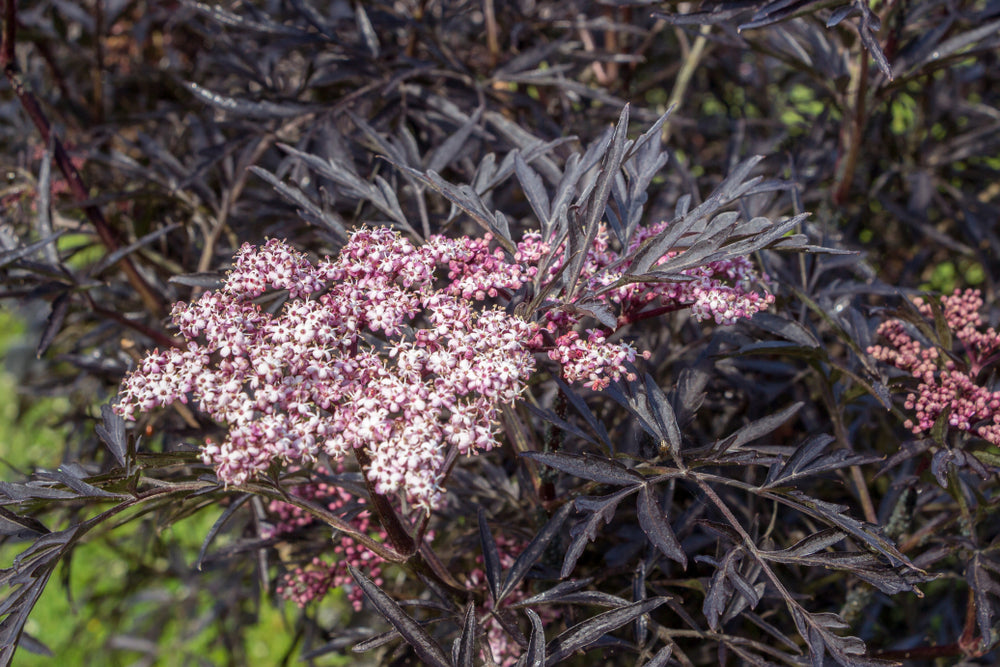 Svarthyll 'Black Lace' blomst