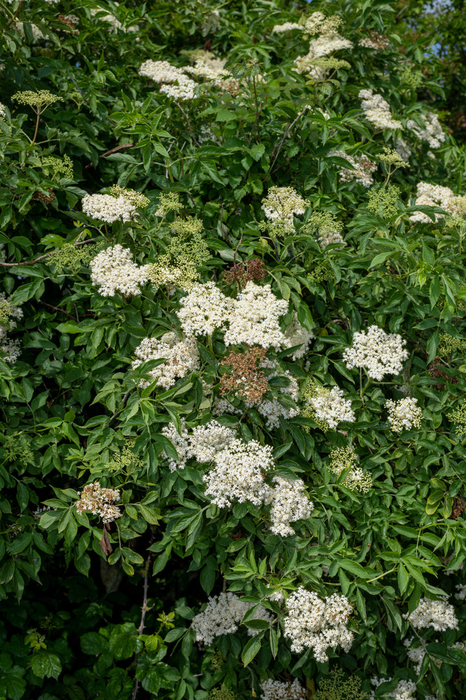 Svarthyll med hvite sunne blomster