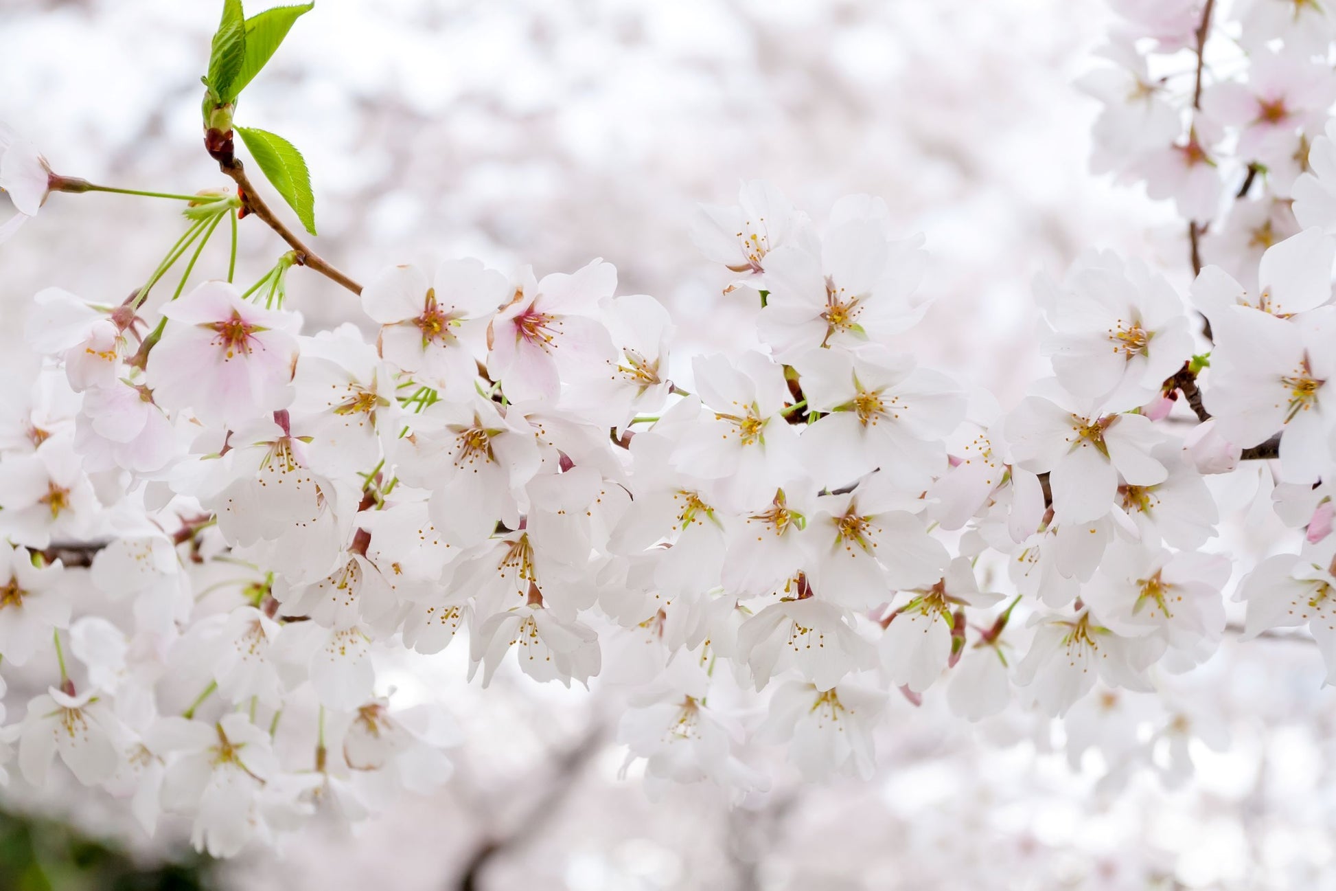 Tokyo-kirsebærtre blomster