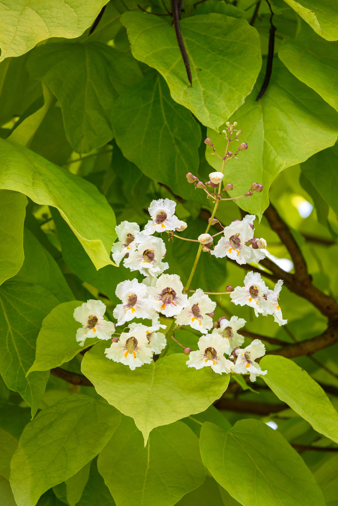 Trompettre 'Aurea' med hvite blomster