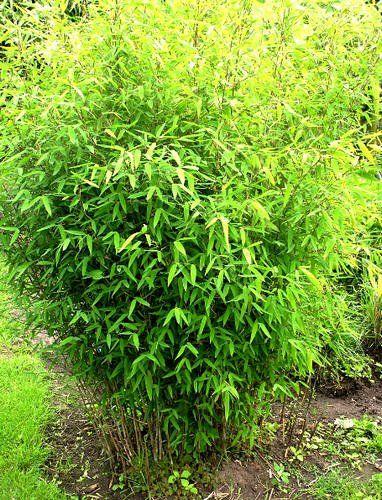 Bambus 'Rufa' - Viken Landskap