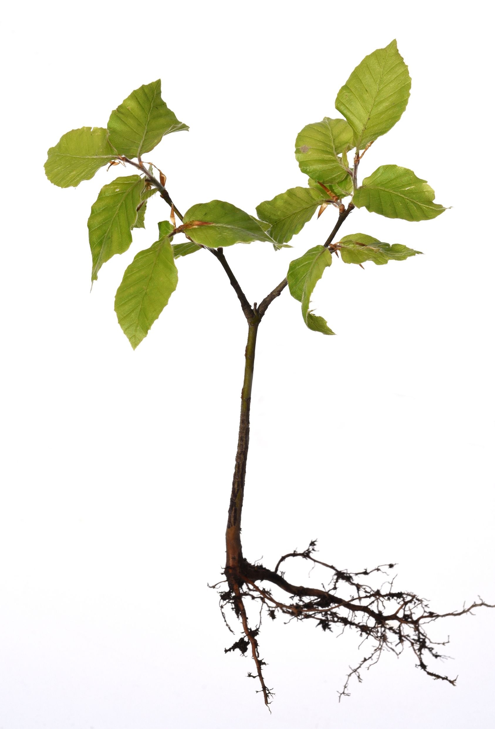 Barrot plante eksempel bilde