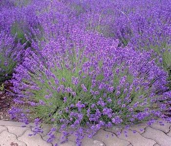 Bunndekker - Lavendel - Viken Landskap