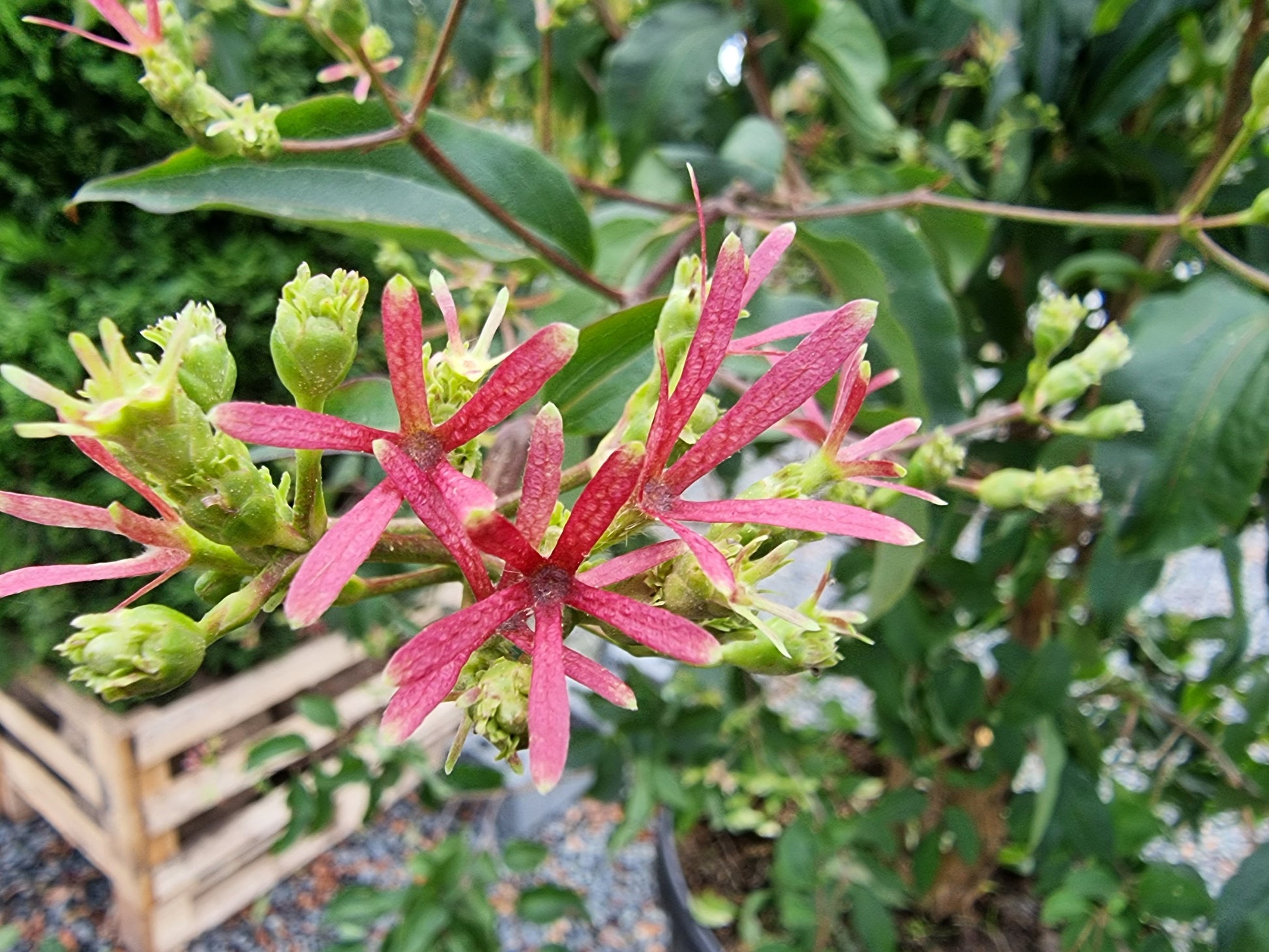Heptacodum miconioides 200-250 cm rød blomst