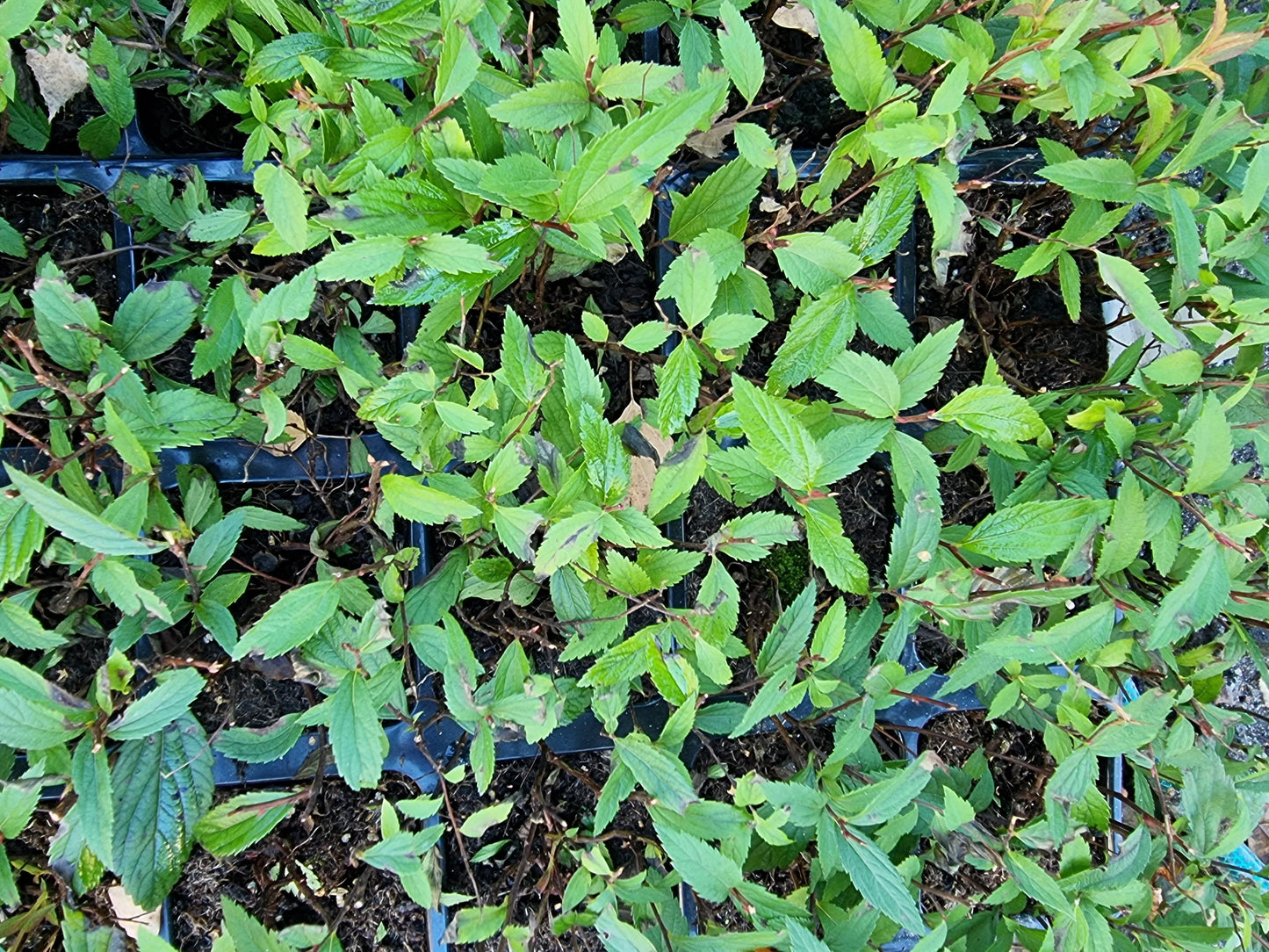 Japanspirea 'Anthony Waterer', Spiraea japonica 'Anthony Waterer' - Viken Landskap