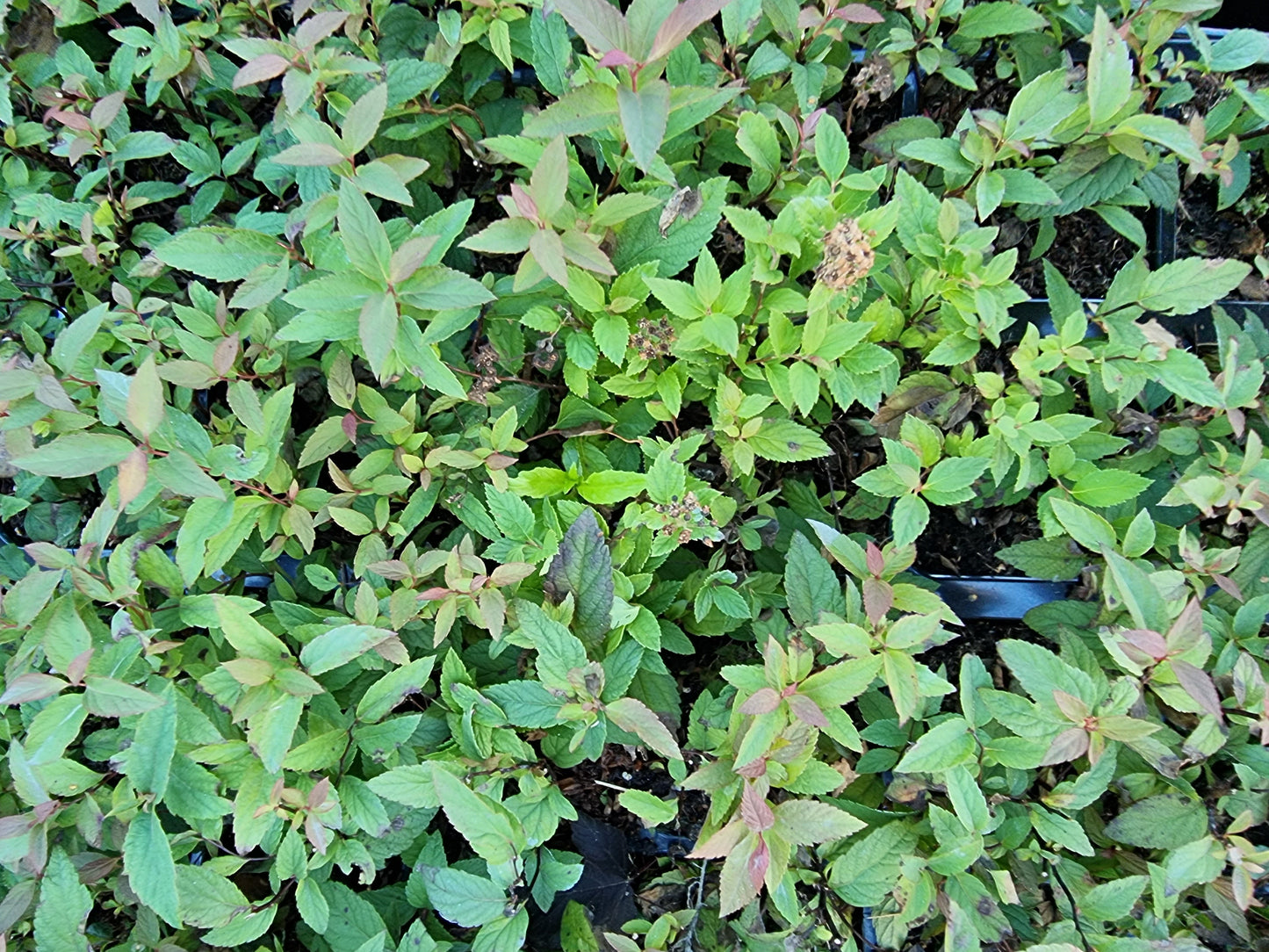Japanspirea 'Froebelii', Spiraea japonica 'Froebelii' - Viken Landskap