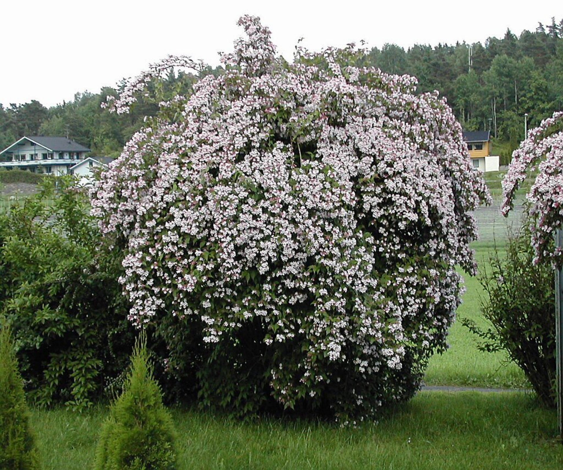 Prydbusk - Fagerbusk eksempel bilde