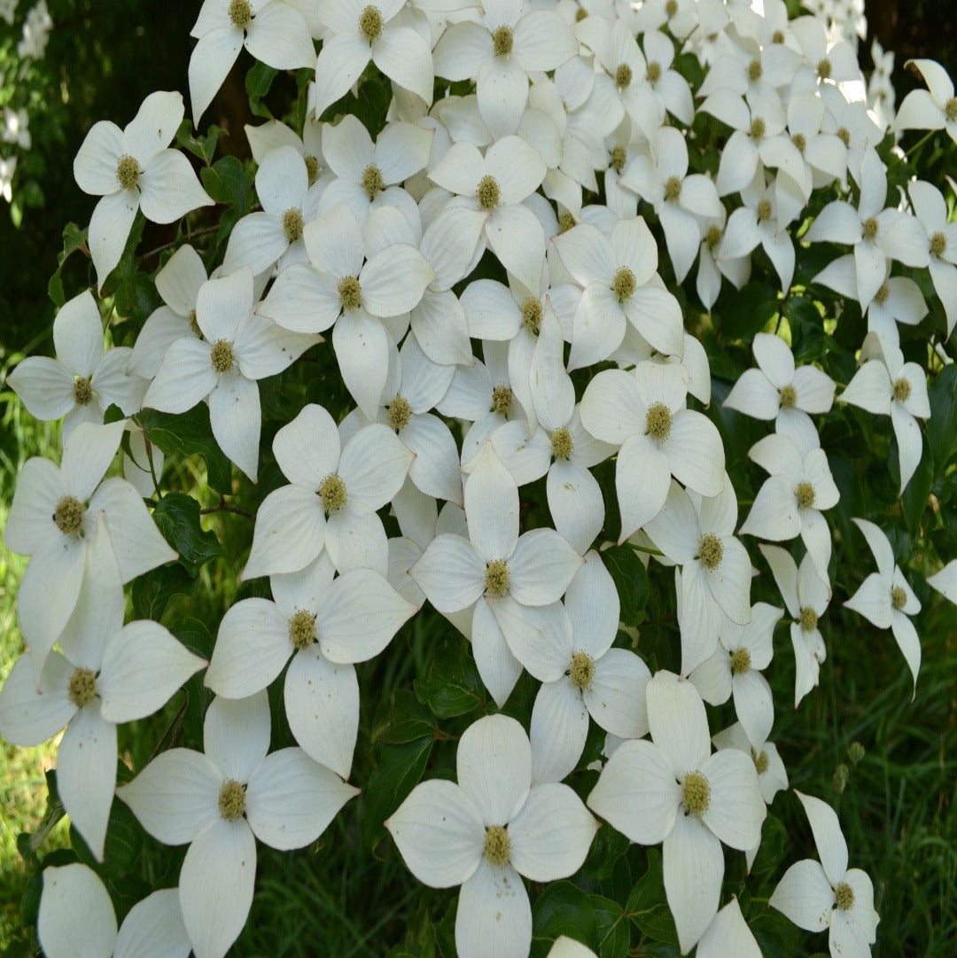 Koreakornell hvite blomster
