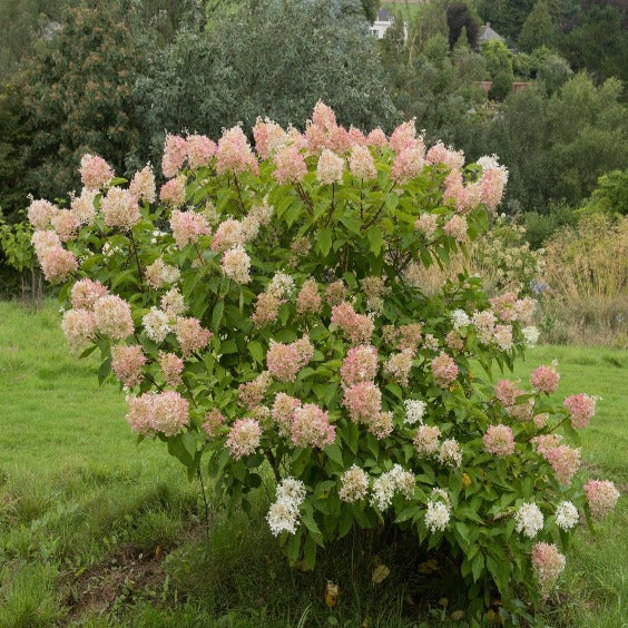 Syrinhortensia 'Phantom' blir rosa etter hvit blomst