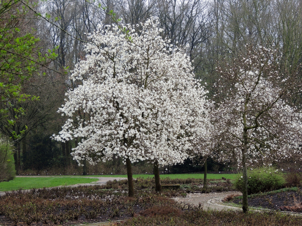 Loebneri-magnolia 'Merrill'