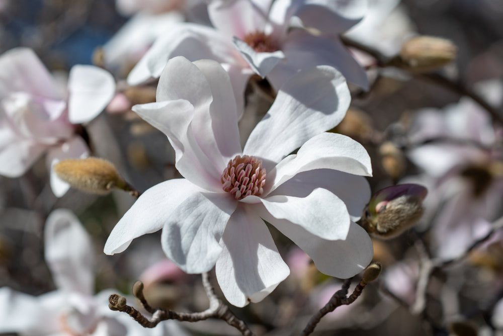 Loebneri-magnolia 'Merrill'