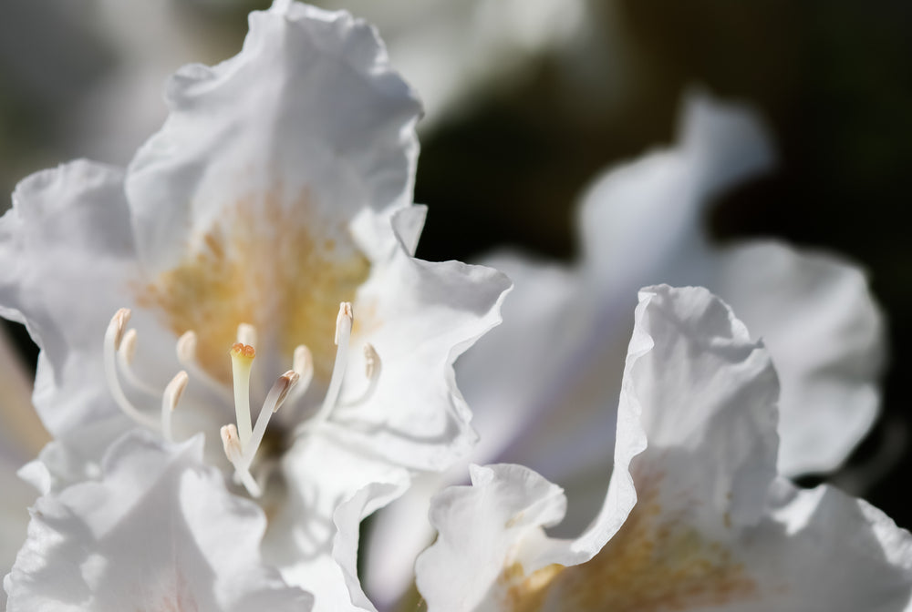Hagerhododendron 'Cunningham's White'