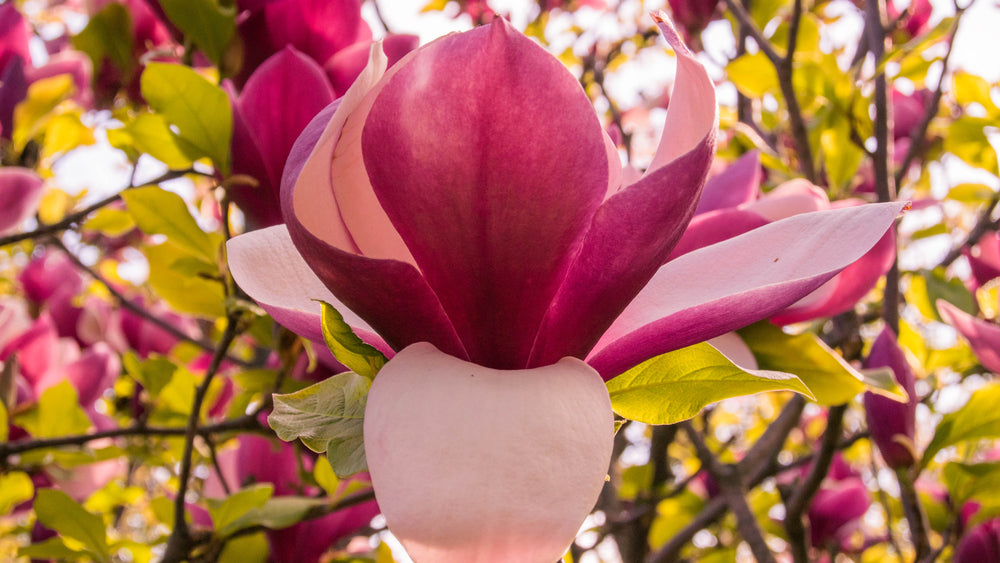Magnolia 'Nigra'