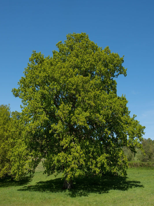 Sommereik, Quercus robur Std 14-16 klump - Viken Landskap