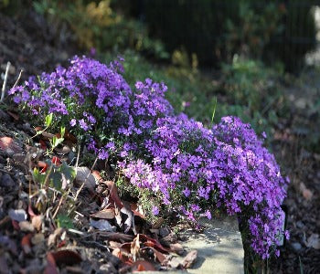 Nålefloks 'Purple Beauty'