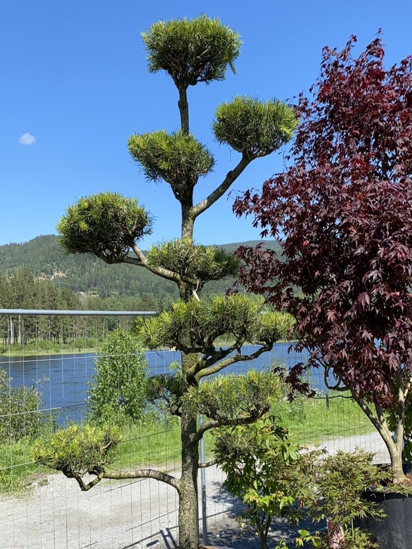 Vrifuru Bonsai - Pinus contorta 225-250cm - Viken Landskap